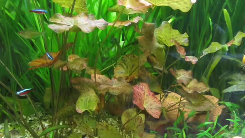 explodierende Tigerlotus!! von Mieze2010 (7)