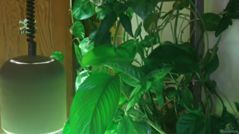 externer Pflanzenkasten von koba2 (21)