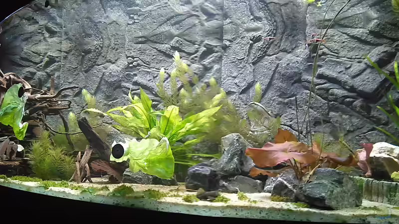 Extra Klammer für die Salatblätter besorgt. Diese werden besonders von den Antennenwelsen von AdrianSoS (32)