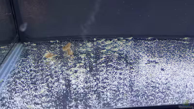 Extrabecken mit dem Altolamprologusnachwuchs von Chris Heerwagen (83)