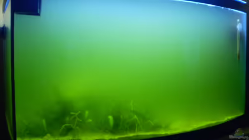 extrem grün Trüb, Planktonblüte?..... von Sven K. (8)