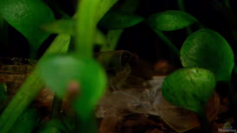 Exuvie Caridina multidentata von Kuro-Schio (11)