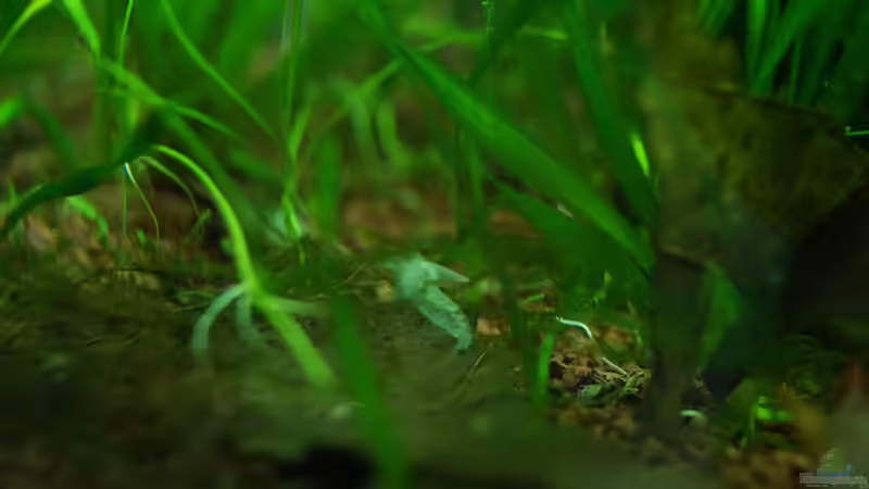 Exuvie (leere Panzerhülle) von Guido Seifert (41)