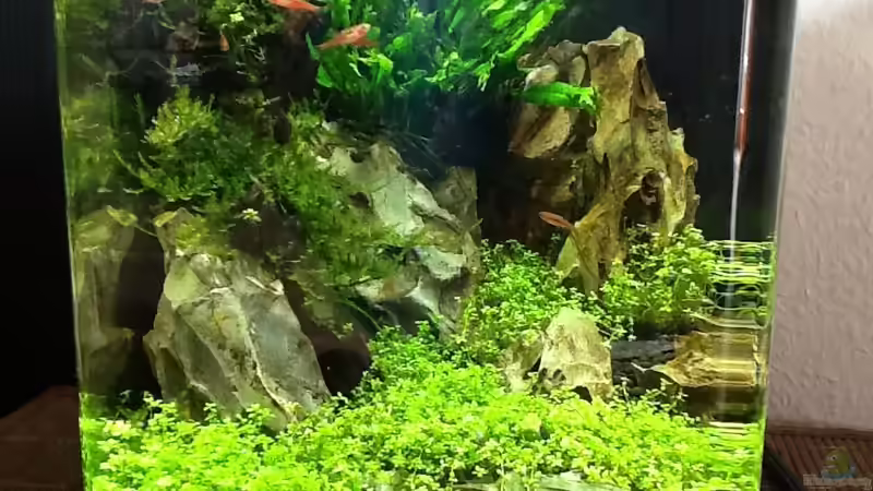 Eyecatcher , 10 Liter  von Olli Nano (1)