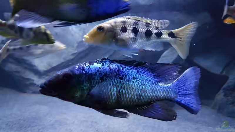 F. rostratus von Tobi W. (4)