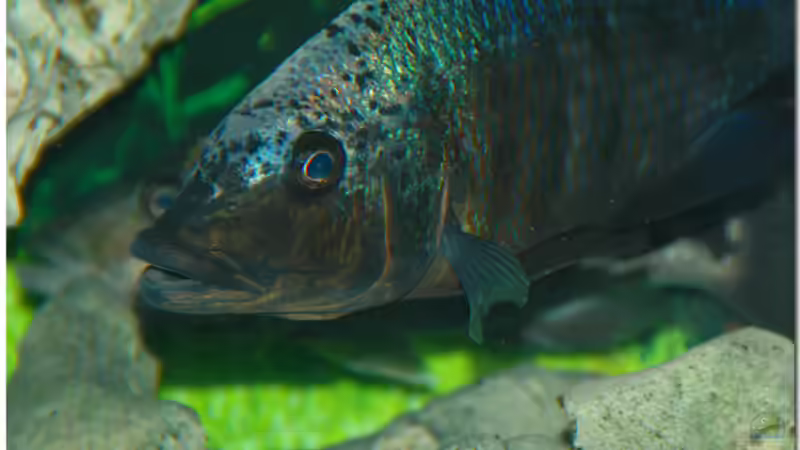 F.rostratus von Abdullah Özer (25)