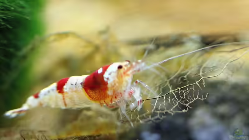 F1+er Bock von Micha (47)