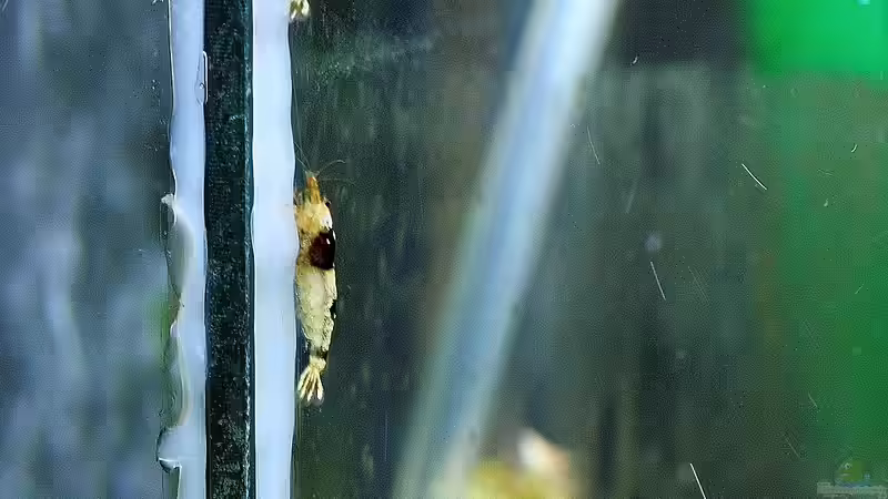 F1+er Nachwuchs von Micha (51)