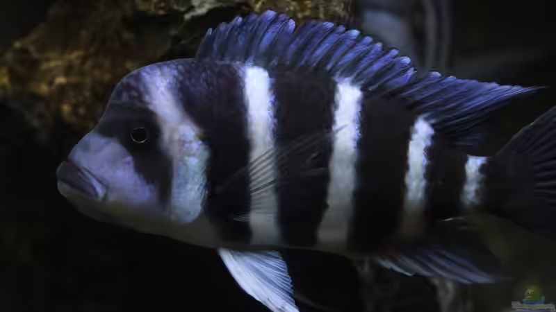 F1 female holding eggs von Björn (Slavi) (8)