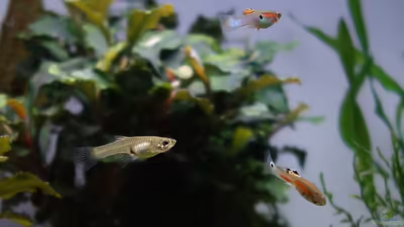 F1-Generation von Bernde (20)