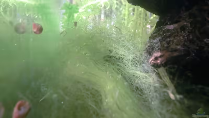 Fadenalge auf dem Balkon am 21.07.2016 von Laufilauf (16)