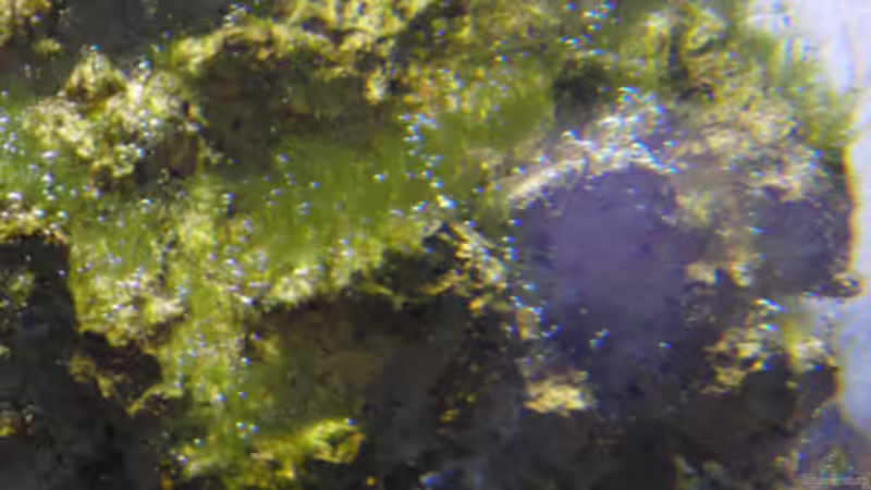 Fadenalgen nach 12 Tagen von Steffen Ruck (7)