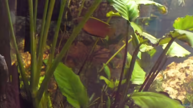 Fadenfisch / Schokolade von Werner Lehmann (34)