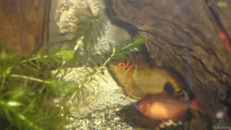 Fadenfisch  von Leon Gauss (13)