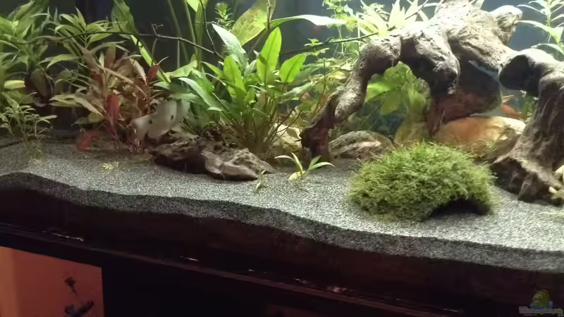 Fadenfisch auf der Flucht  von Ceylon (63)