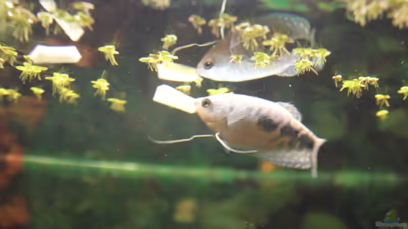 Fadenfisch beim üppigen Nachtmahl mit der Gurke von Marc Leu (35)