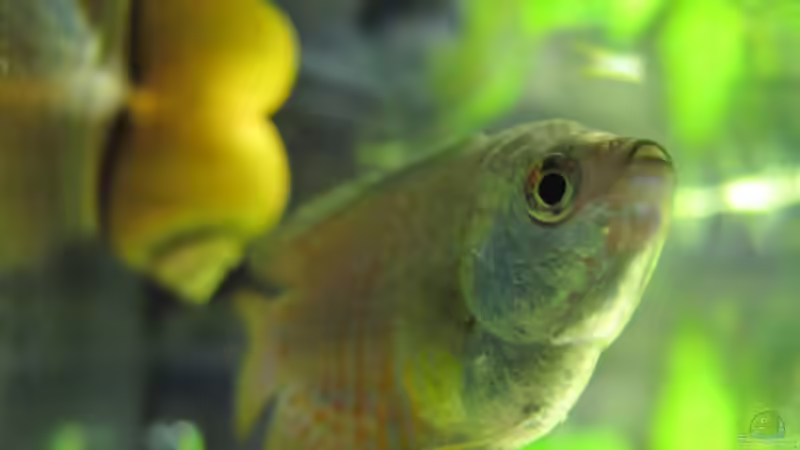 Fadenfisch (blau) von Locke1992 (20)