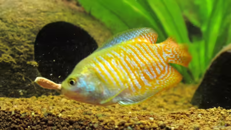 Fadenfisch frisst von Locke1992 (32)