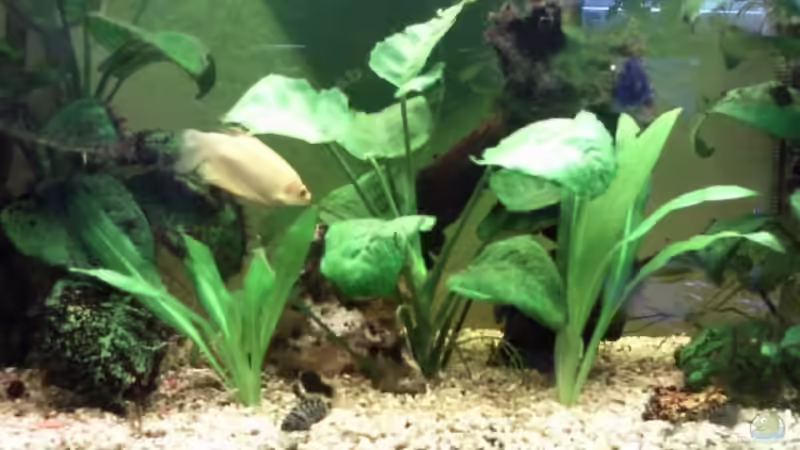 Fadenfisch M. und Zebrabarsch Jungfische von mikael38 (26)