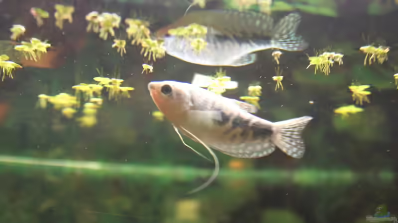 Fadenfisch (m) peitscht mit seinen Fäden unter den Wasserlinsen von Marc Leu (33)