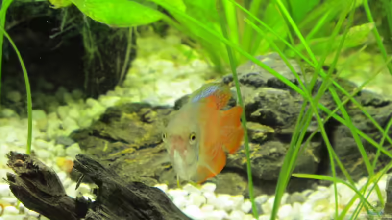 Fadenfisch (rot) von Locke1992 (21)