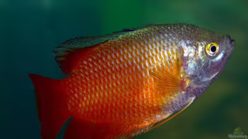 Fadenfisch von aquaman29 (15)