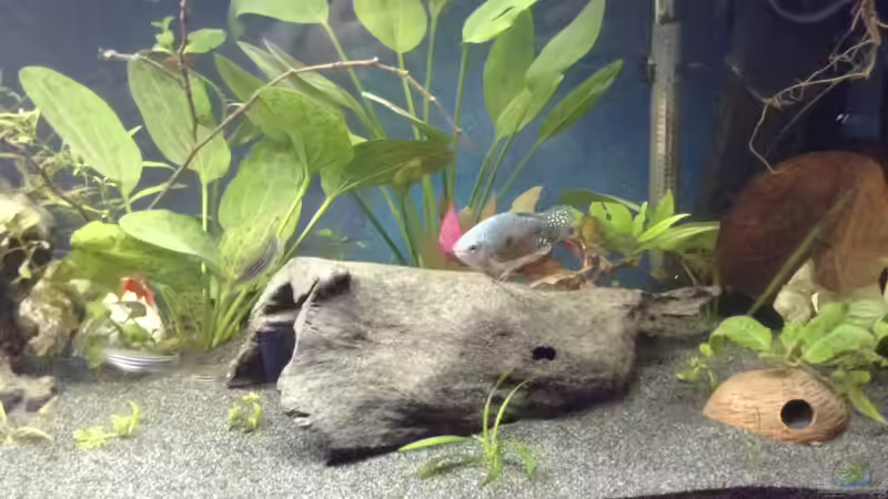 Fadenfisch von Ceylon (68)