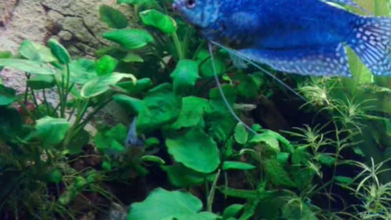 fadenfisch von ecki (2)