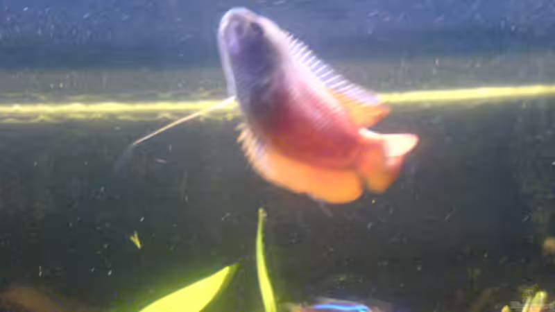 Fadenfisch von Iglomer (8)