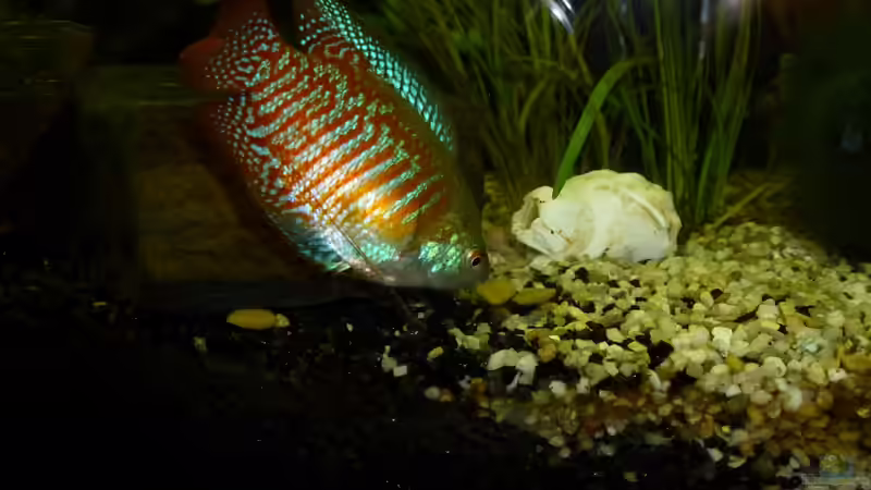 fadenfisch von Jessi & Daniel (16)