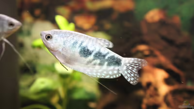 Fadenfisch von Marc Leu (36)