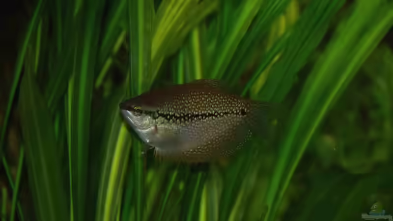 Fadenfisch von Rotrost (15)