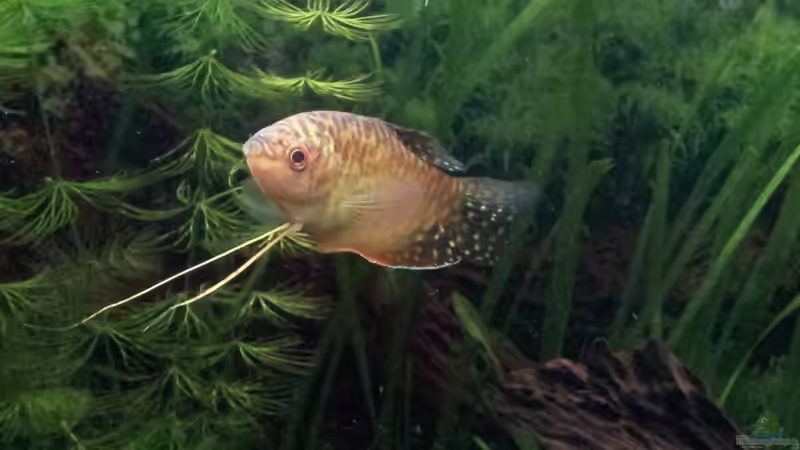 Fadenfisch von ~Südamerika~ (5)