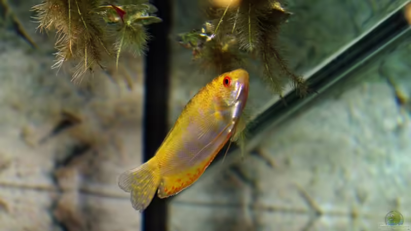 Fadenfisch von Tobias Huber (20)