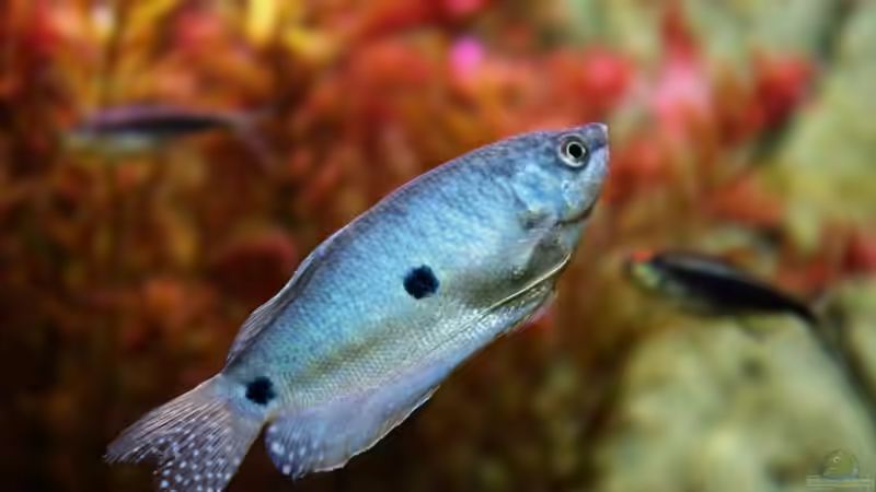 Fadenfisch von Tobias Huber (21)