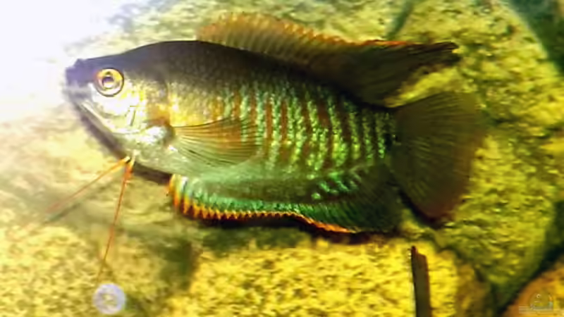 FADENFISCH von Tudelui (24)