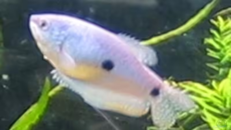 Fadenfisch (w) von Raphael (18)