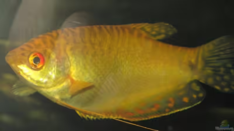 Fadenfisch (w) von Raphael (19)