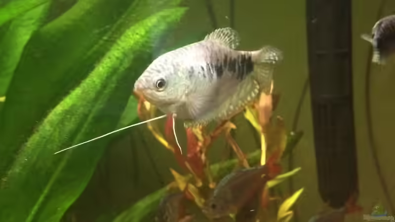 Fadenfisch weibchen  von Julia Wohlschläger (5)