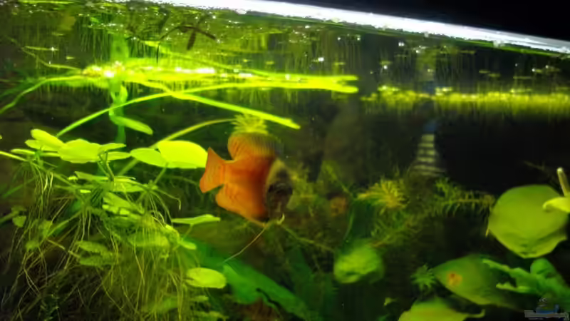 Fadenfisch Wildfrorm männlich von Caricciola (15)