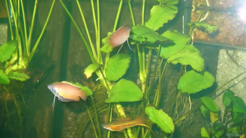 Fadenfische / Schokolade von Werner Lehmann (35)