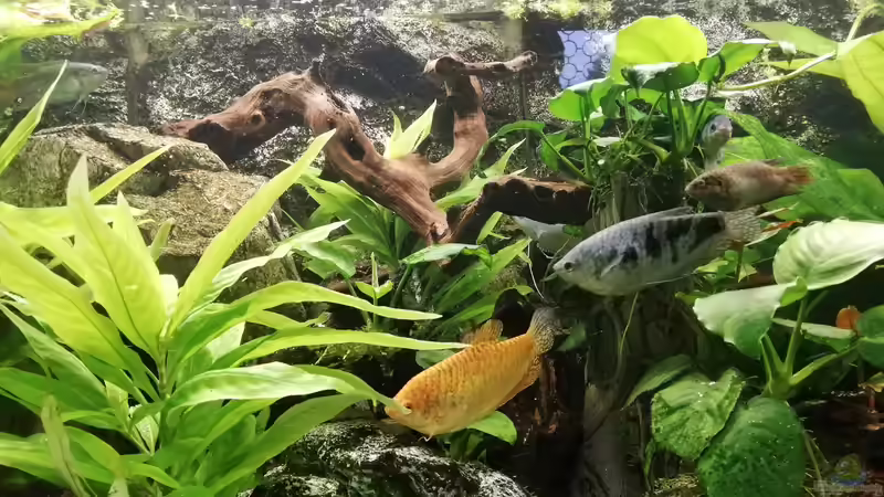 Fadenfische 3 von Chinese Inai (36)