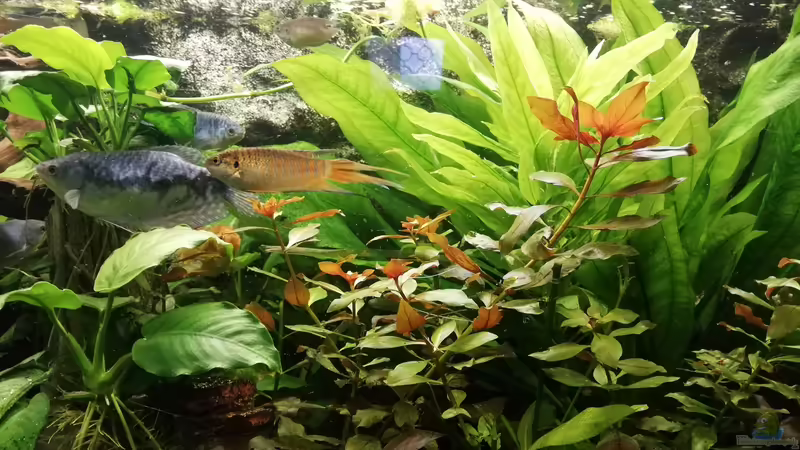 Fadenfische von Chinese Inai (34)