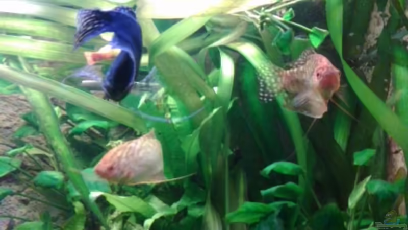 fadenfische von ecki (14)