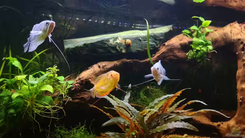 Fadenfische von Fischfan11 (7)