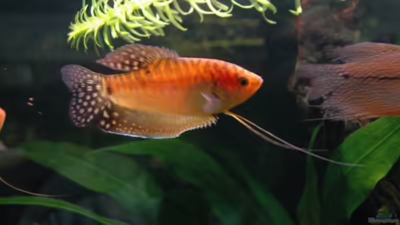 Fadenfische von Flieger (4)