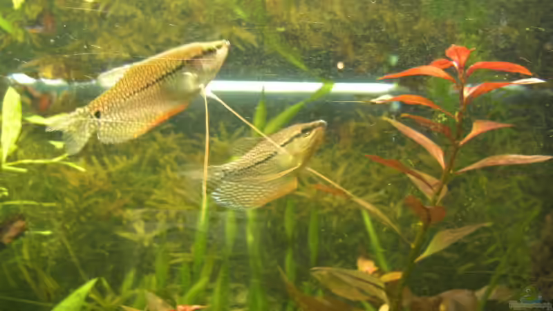 Fadenfische von MarcelS (12)