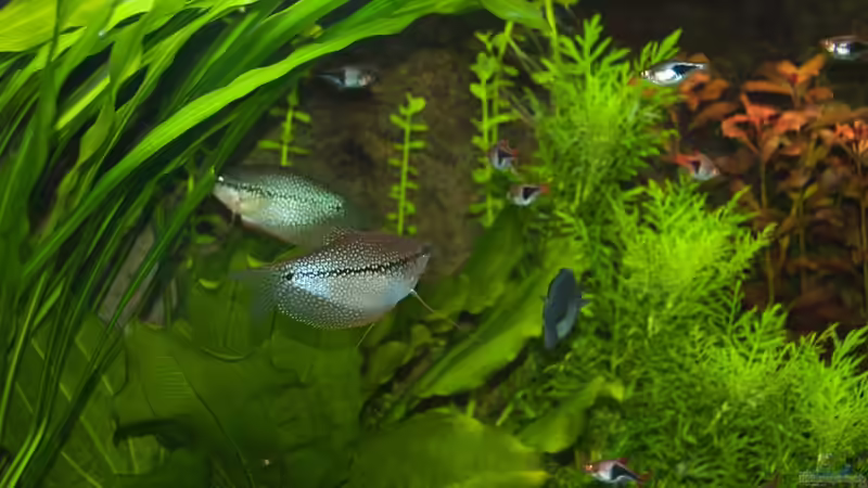 Fadenfische von Rotrost (12)