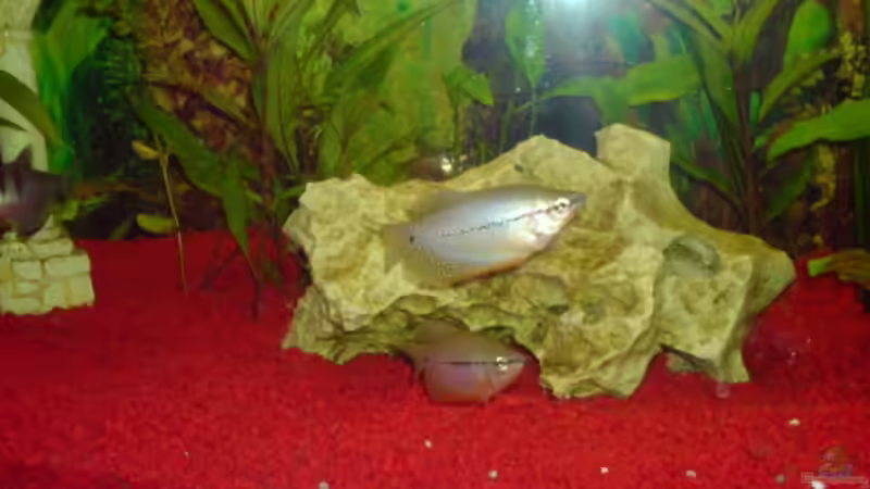 Fadenfische von Rudi09 (5)