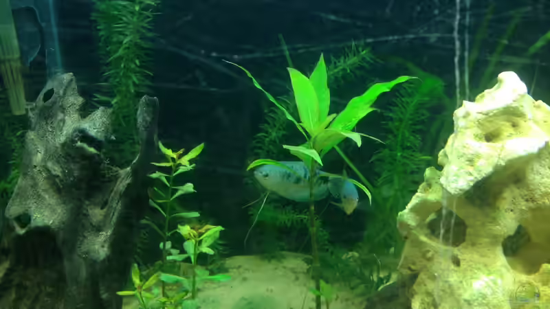 Fadenfische von Sebastian Hodel (4)